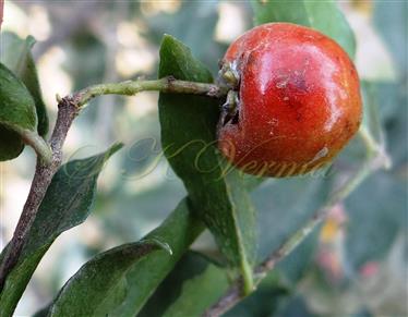  Fruit (Drupe)